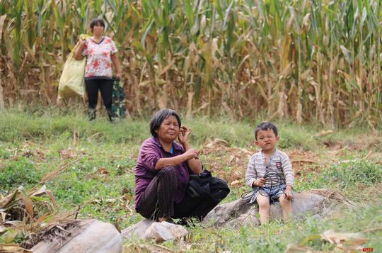 农民种地难上难，春种秋收忙一年