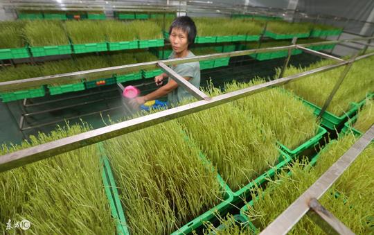 芽苗菜是什么菜，天天吃还非常好吃，从来都不知道还有这称呼