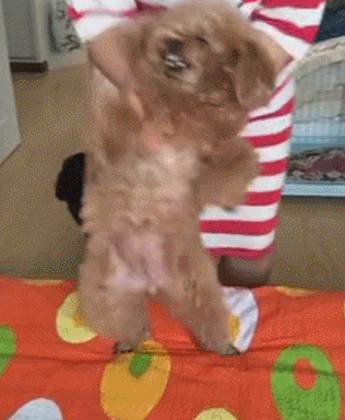 泰迪小色狗搞笑可爱萌萌哒gif