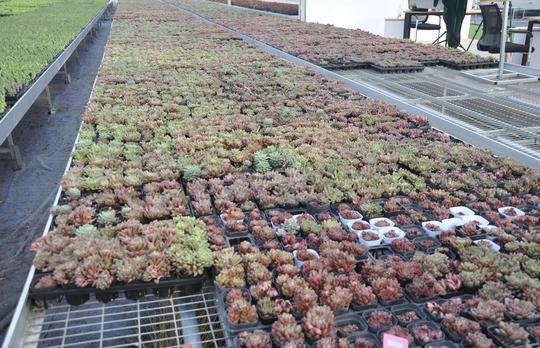 潍坊青州有个“多肉王国”，全国每卖出10株，就有6株来自青州