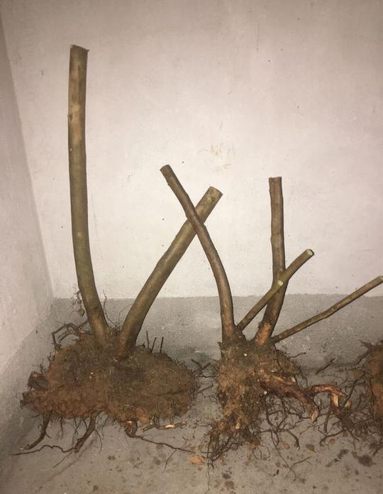 流传千年的杜鹃盆景，花艳骨奇，稍稍打理便能让你的山花满园！