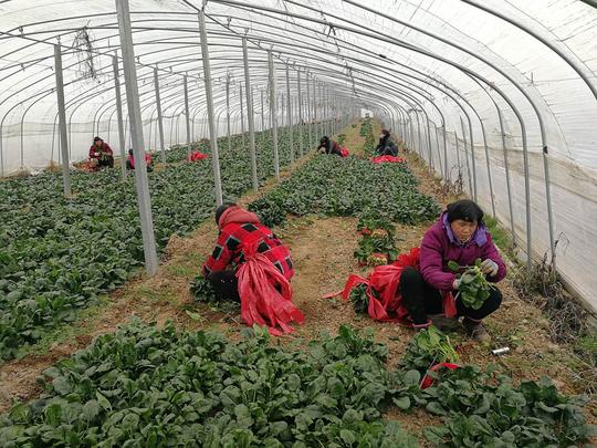 寒冬腊月，农村妇女挖菠菜日挣50元，感叹10天挣不够一份份子钱