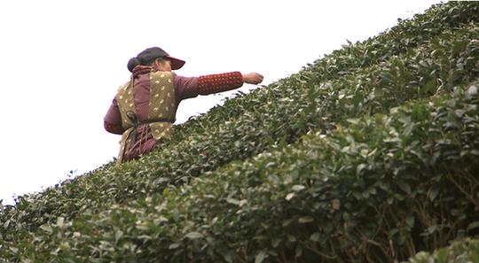 创业经：包百亩山林产茶叶一年能赚几百万！