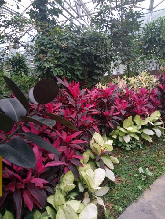 我做苗圃副场长的那些年（给想做苗木花卉种植创业新手的参考）