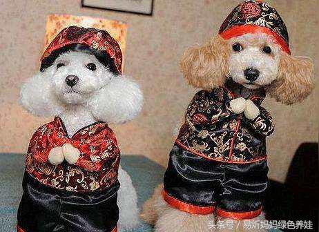 狗年，教会孩子与狗有关的拜年成语！