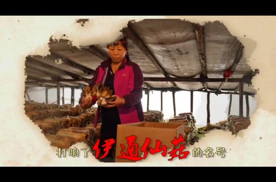 “女汉子”拼出致富路吉林返乡创业“女英雄传”