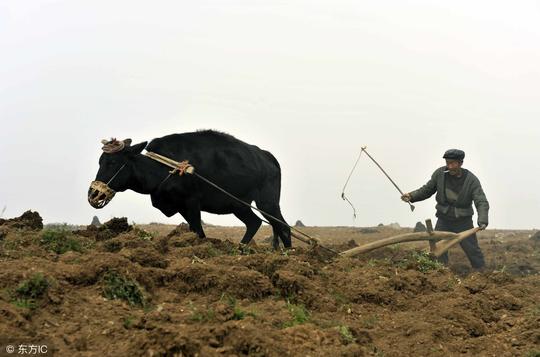 六畜兴旺，2018年养哪些家畜，农民生活可以兴旺，赚钱多多！