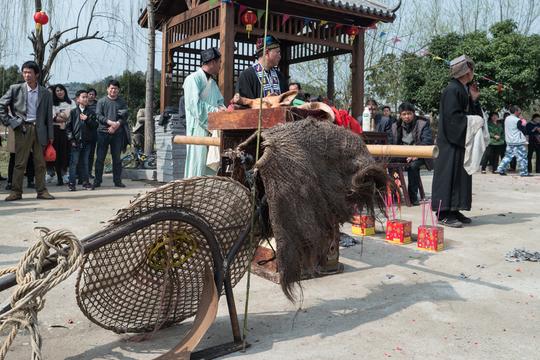 正月十五，春节祭祀开耕，火仙牛舞习俗