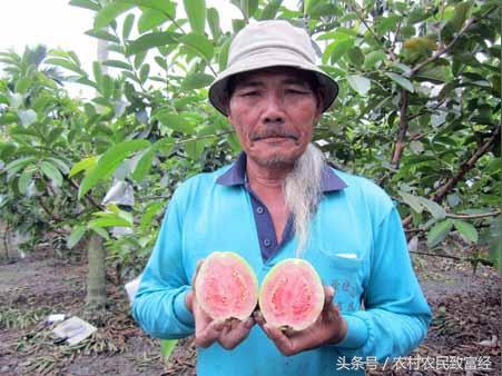 农民种植致富1年赚30万他种1种水果产品10元1斤用2种方式赚钱