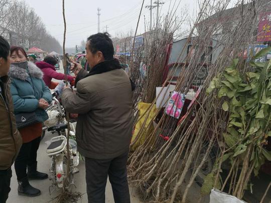 鲁西南人都有过的经历：开春种树，种下的是乡亲们的希望和日子