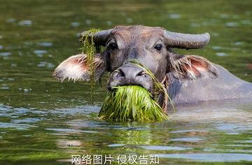 老牛吃嫩草的表情包搞笑gif