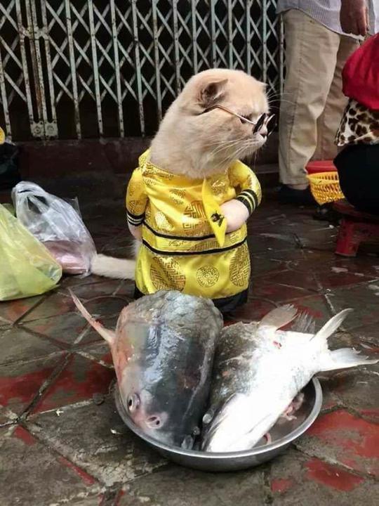 太萌了！越南“卖鱼小猫”成新晋网红，主人说它的名字叫“狗”