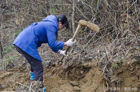 农村人寒冷天上山挖这种野味，卖40元一斤还买不到！