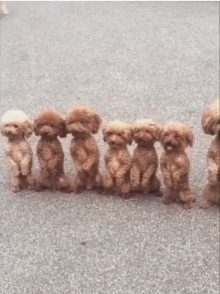 泰迪小色狗搞笑可爱萌萌哒gif