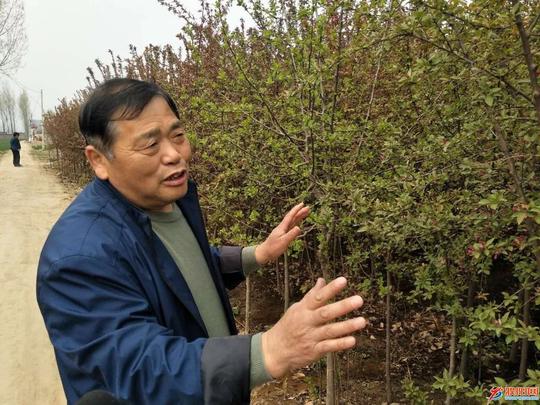 濮阳六旬老汉辛苦种植25亩树苗销路无门，向广大网友紧急求助！
