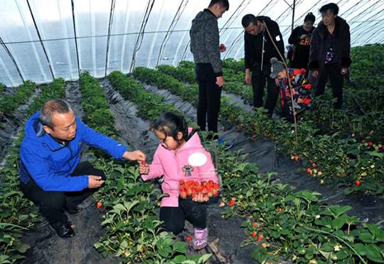三胜高效产业园把握果蔬采摘利润抢抓农民创业商机