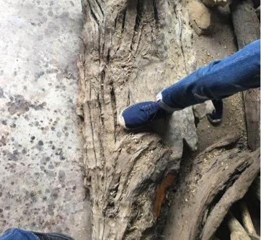 河边带回一根奇特木疙瘩,却引来众土豪争相抢购?