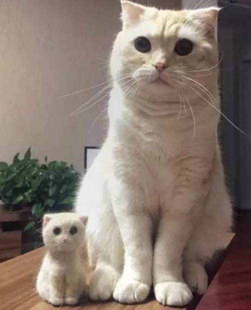 猫咪身上有味道正常吗