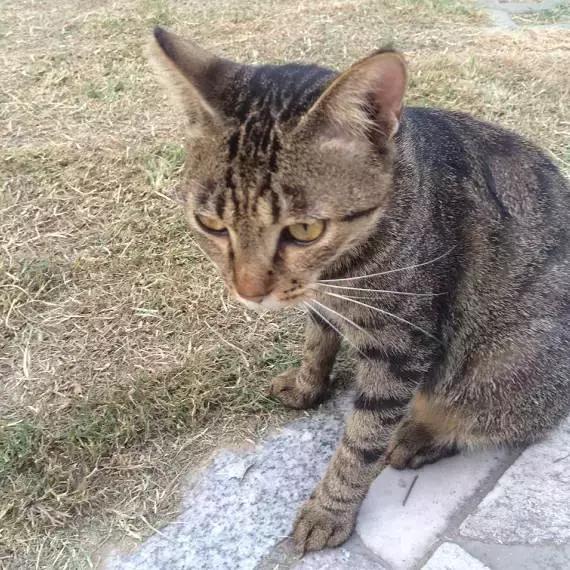 上海怎么预约流浪猫免费绝育手术
