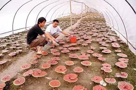种地不挣钱，这些特色种植，你尝试过吗