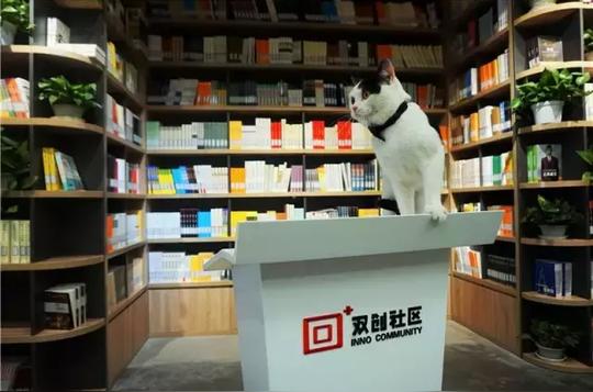 图书馆馆长是只猫？有故事的从来不只有人