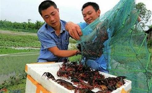 农村最赚钱养殖项目请看最后三个图