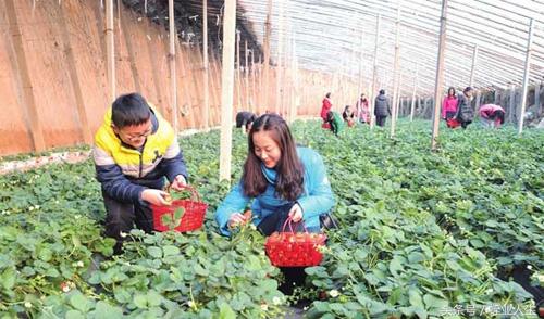 快来围观！未来几年农村创业项目“钱”景榜新鲜出炉啦