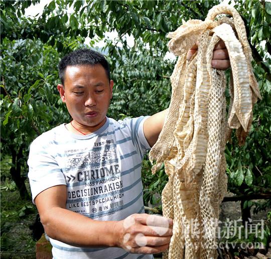 养蛇托起致富路阿坝第一家特种养殖户书写新天地