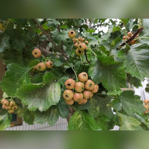 保定市哪里种山楂