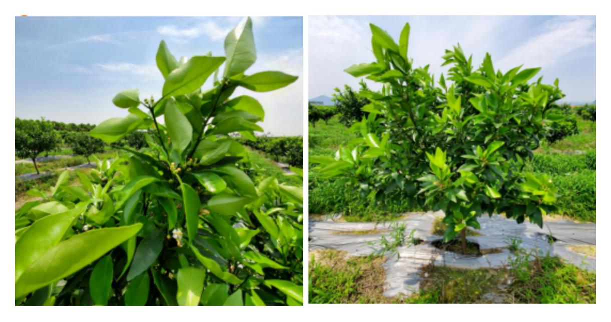 柑橘抹芽種植手藝_檸檬樹養(yǎng)殖辦法是如何的