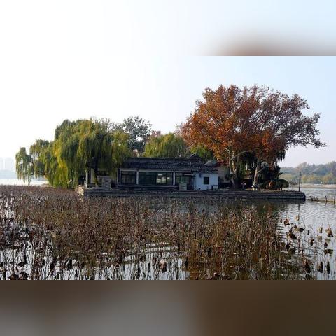 济南市区的大树在哪里