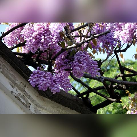 无锡市水果花束店在哪里