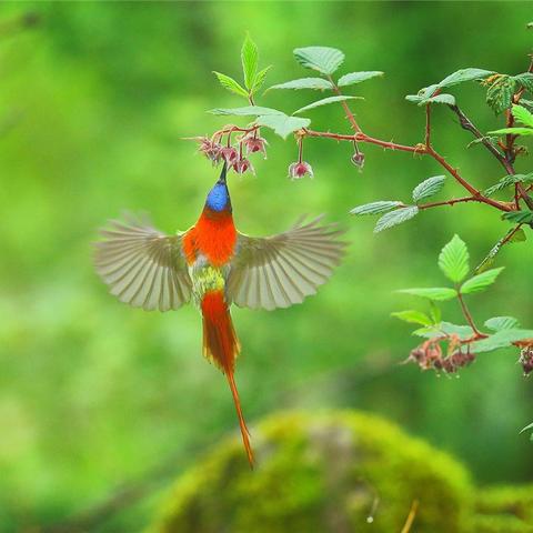 鸟儿预测足球运动员的长尾关键词有哪些