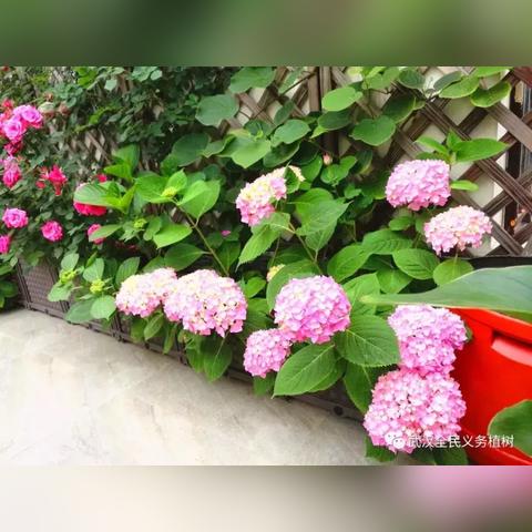 武汉市什么时间养月季
