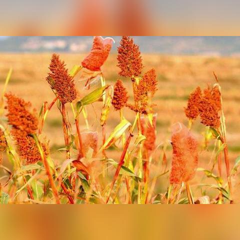 黄豆种植太密怎么处理？