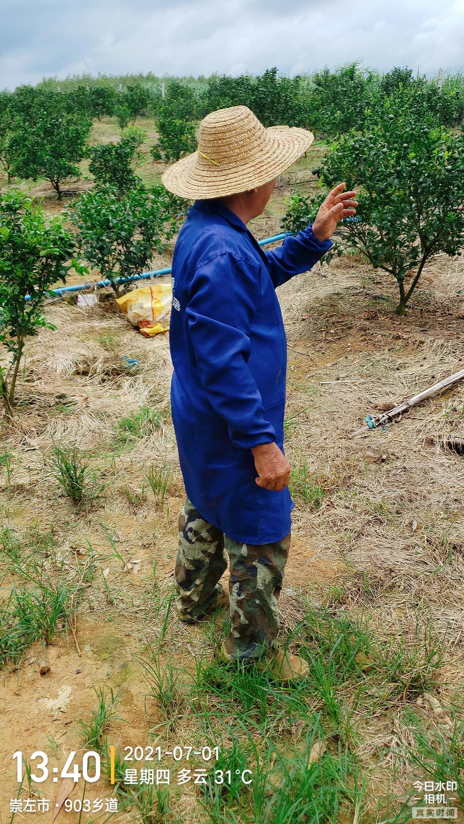 飛傘柑橘種植辦理手藝_臉上的痘痘較多且時間較久