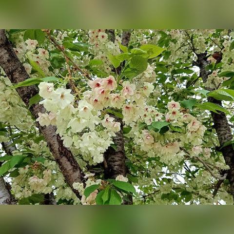 西安市植物园怎么进去玩