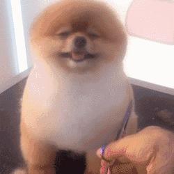 兰州卖狗的地方在哪里的相关长尾关键词有哪些