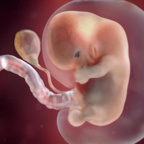 有关胎儿大小的12个疑问