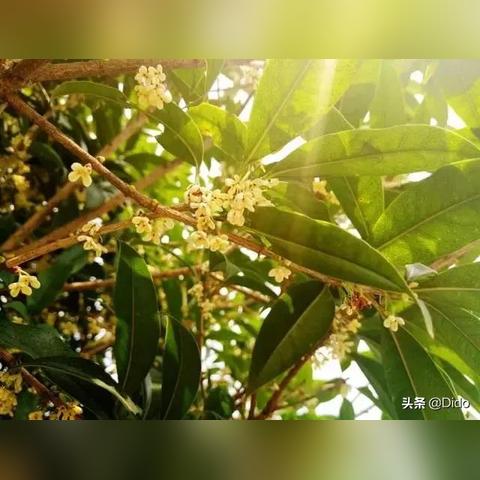 广州桂花巷相关长尾关键词有哪些