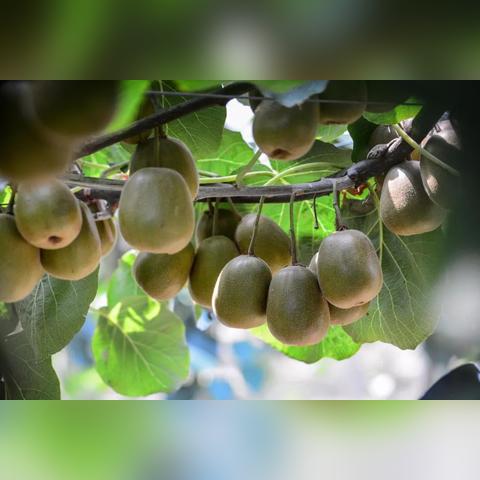 无锡市果园在哪里