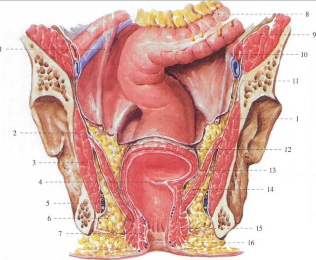 产后便秘痔疮怎么办 产后便秘痔疮怎么办