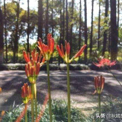 江苏苏州常熟有哪些寺院的长尾关键词有什么