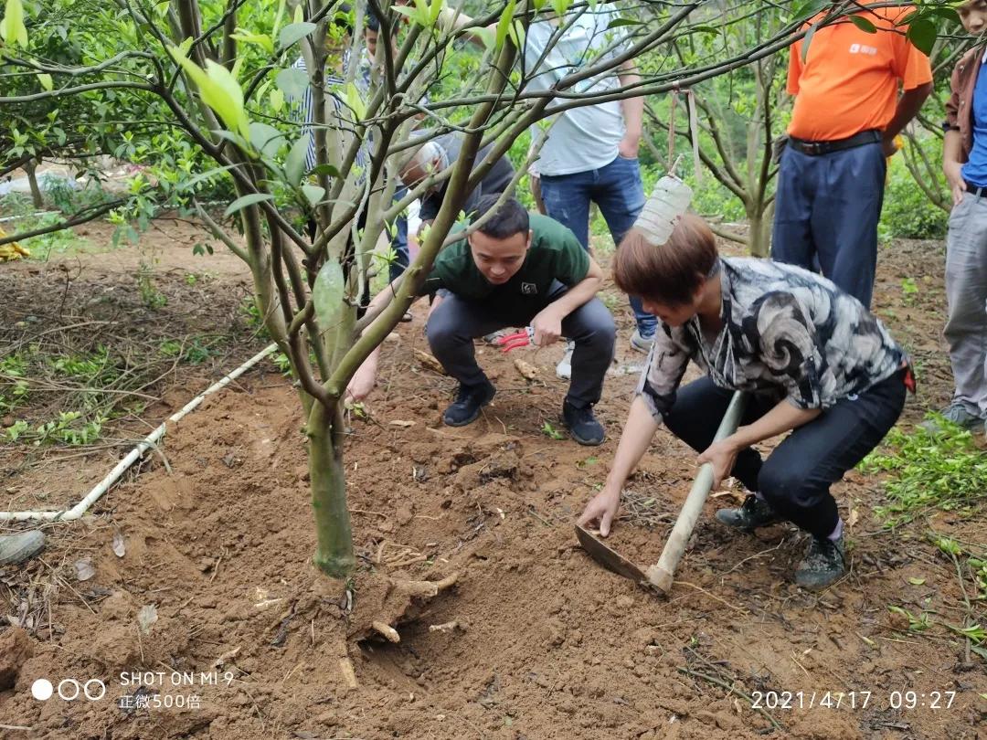柑橘栽培技术规范标准（以色列雅法柑橘种植技术）