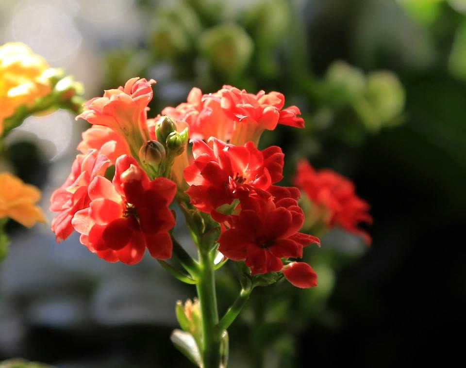 十二月开花的植物,昆明一年四季各有些什么花?"