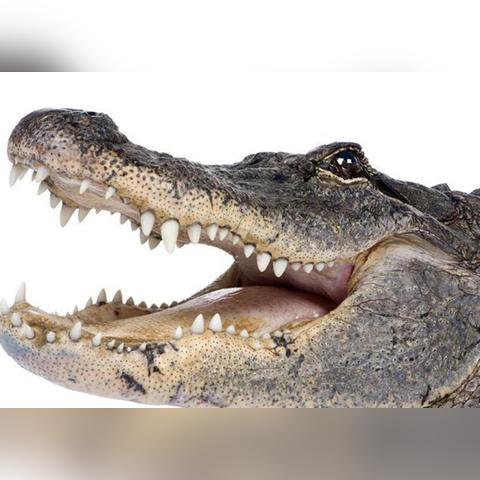 保定市在哪里买猫好