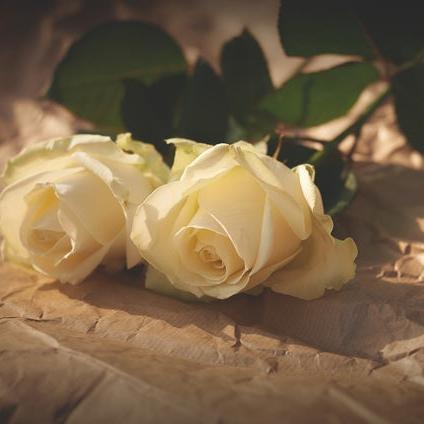 射手座生肖牛运势(射手座生肖牛运势如何)