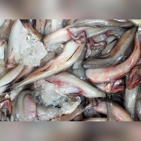 冷冻海鱼的做法大全的长尾关键词有什么