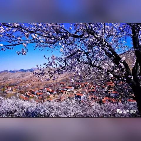 潍坊市哪里有软石头卖的