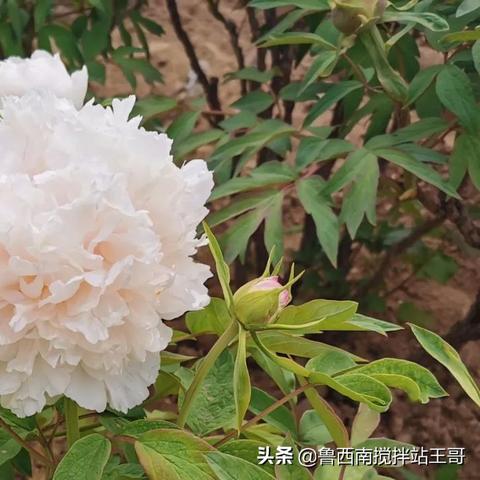 菏泽市最繁华的是哪里